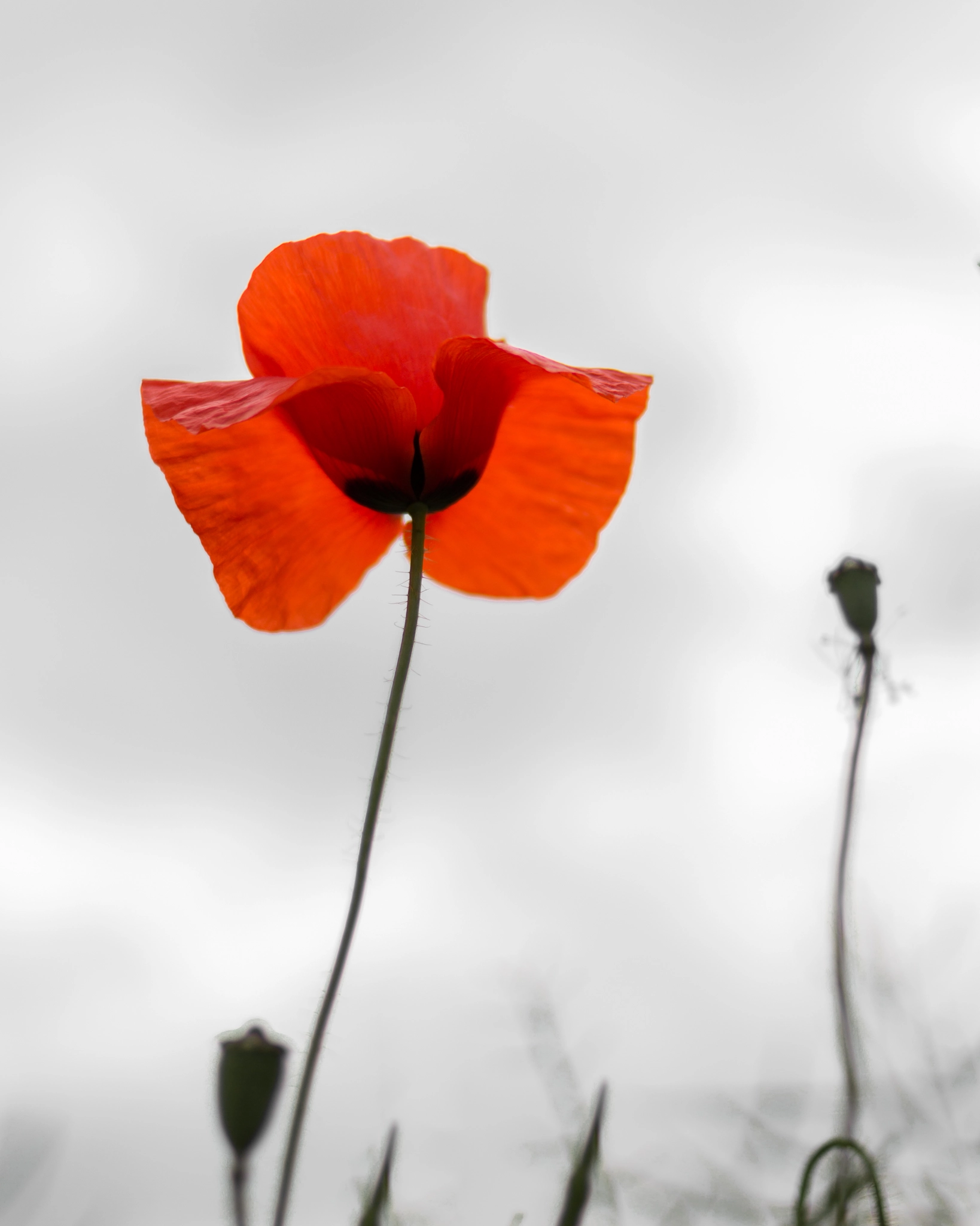 v2?sig=eae182b899a254fc80a59411cf95e71e8