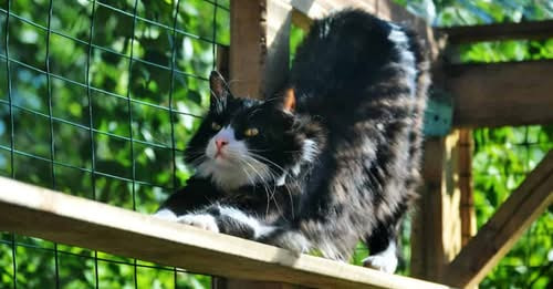 Ultimate Cat Fence Barrier