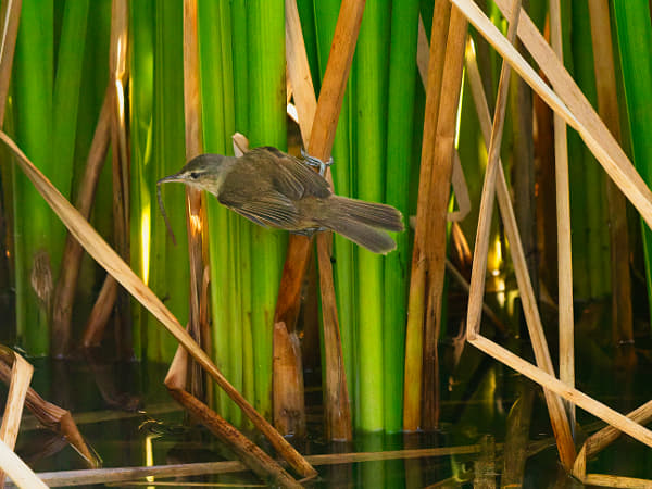 Koordji-koordji by Paul Amyes on 500px.com