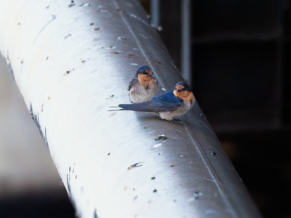 Kanamit by Paul Amyes on 500px.com