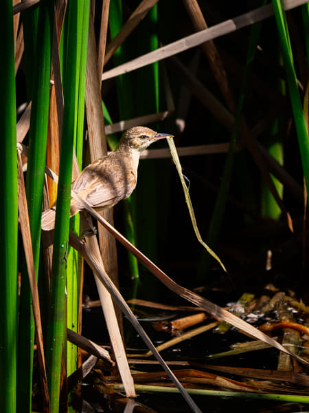 Koordji-koordji by Paul Amyes on 500px.com