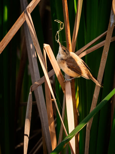 Koordji-koordji by Paul Amyes on 500px.com