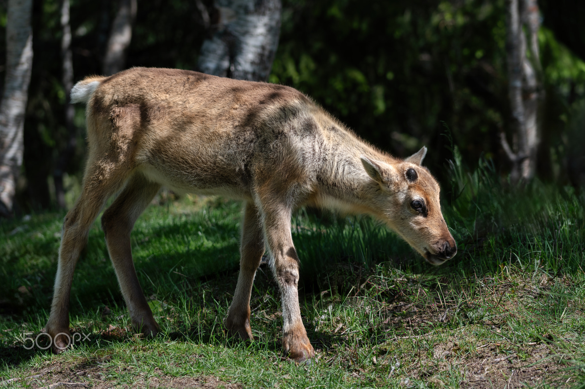 A Juvenile Reindeer (Rangifer Tarandus) Standing On A Forest Meadow