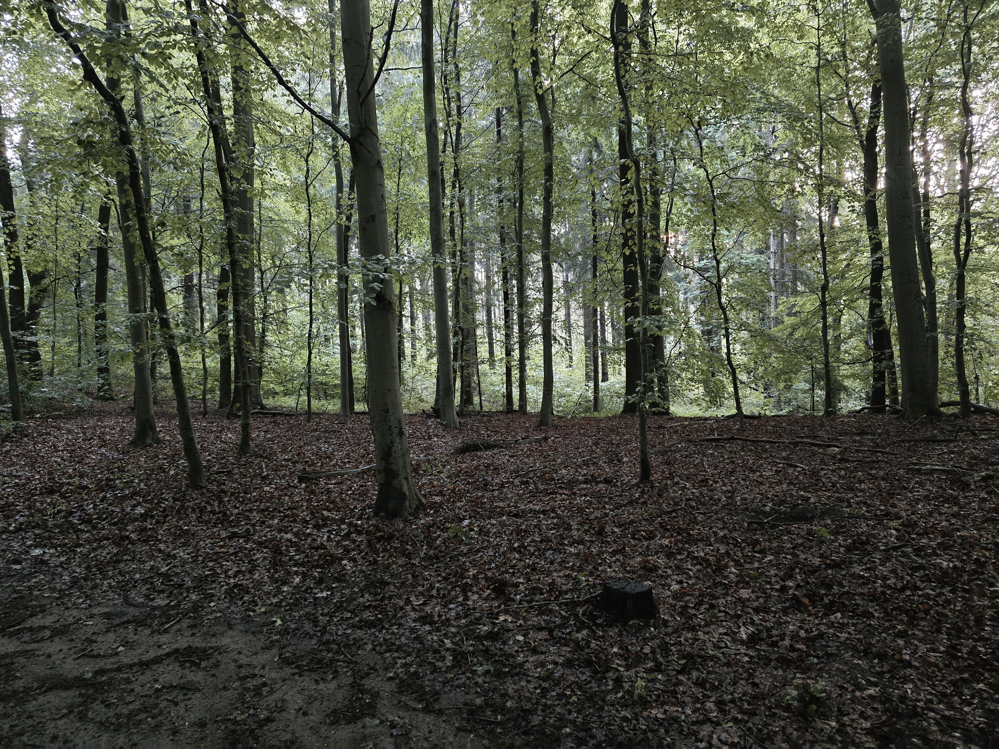 Nature, Peace, Free