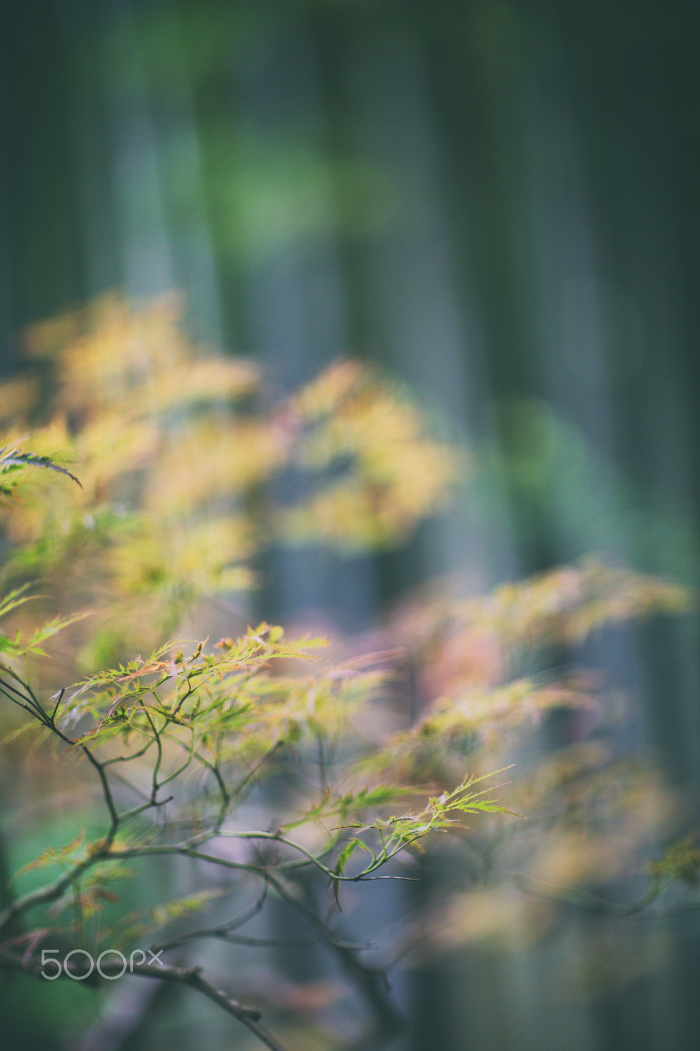 やわらかく照らす。