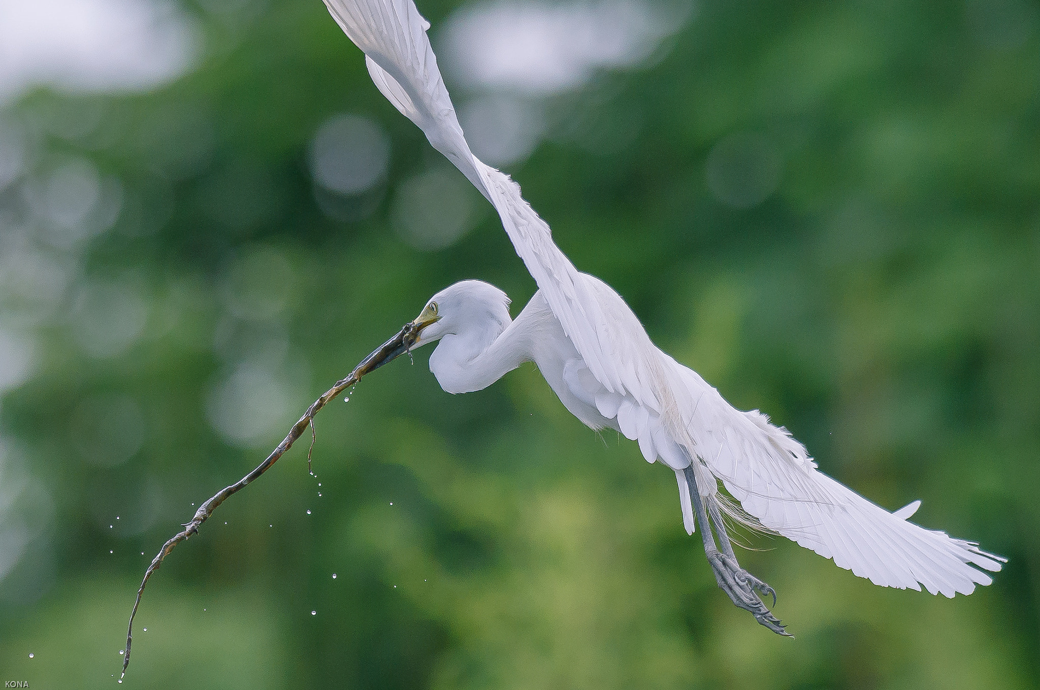 Nikon AF-S Nikkor 400mm F2.8G ED VR II sample photo. Sagi photography