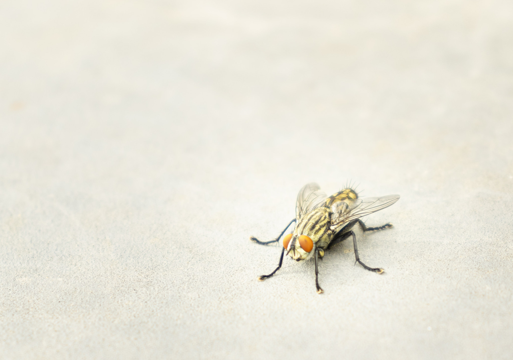 Macro View Of A Housefly