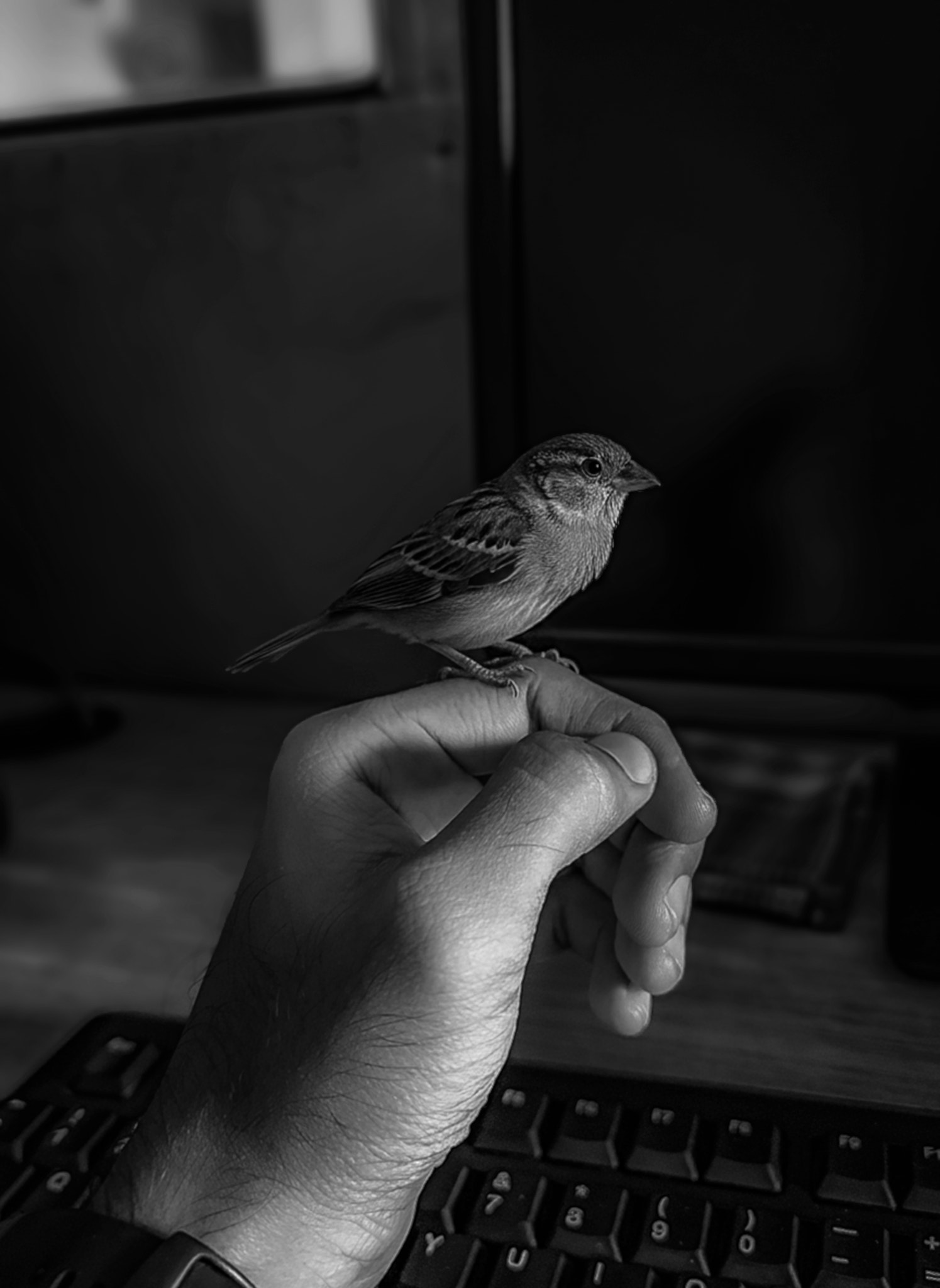 Sparrow bird