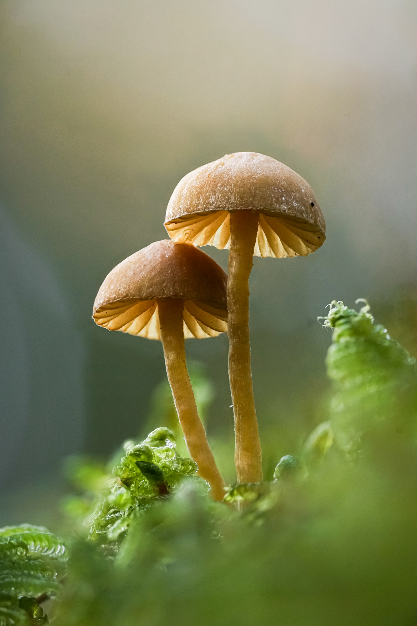 v2?sig=d68cfc69dde8f839bab9ae9cb6f5eb1f8c0896cfadc70b3500b90bfe21d08e14