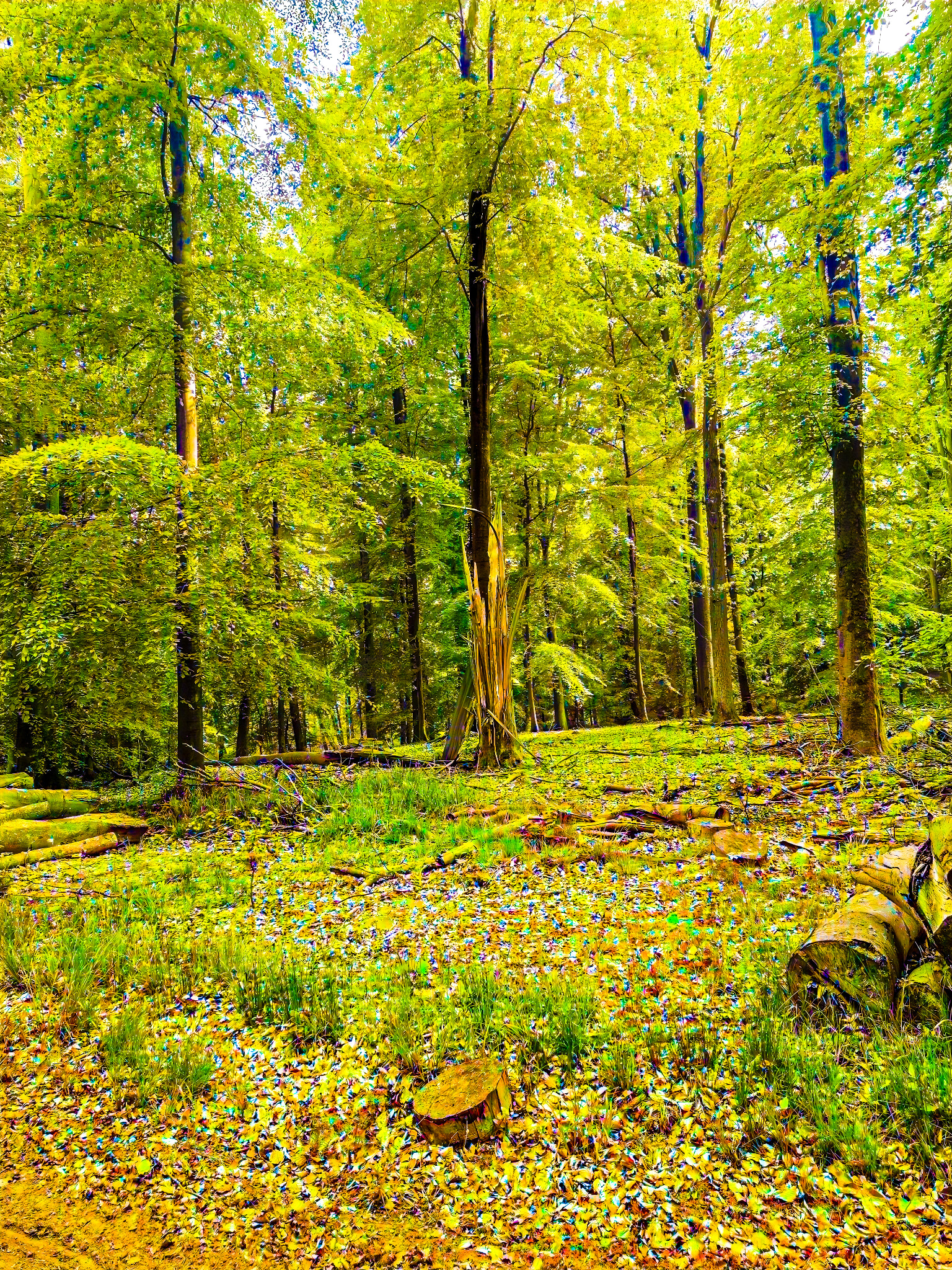 Nature 