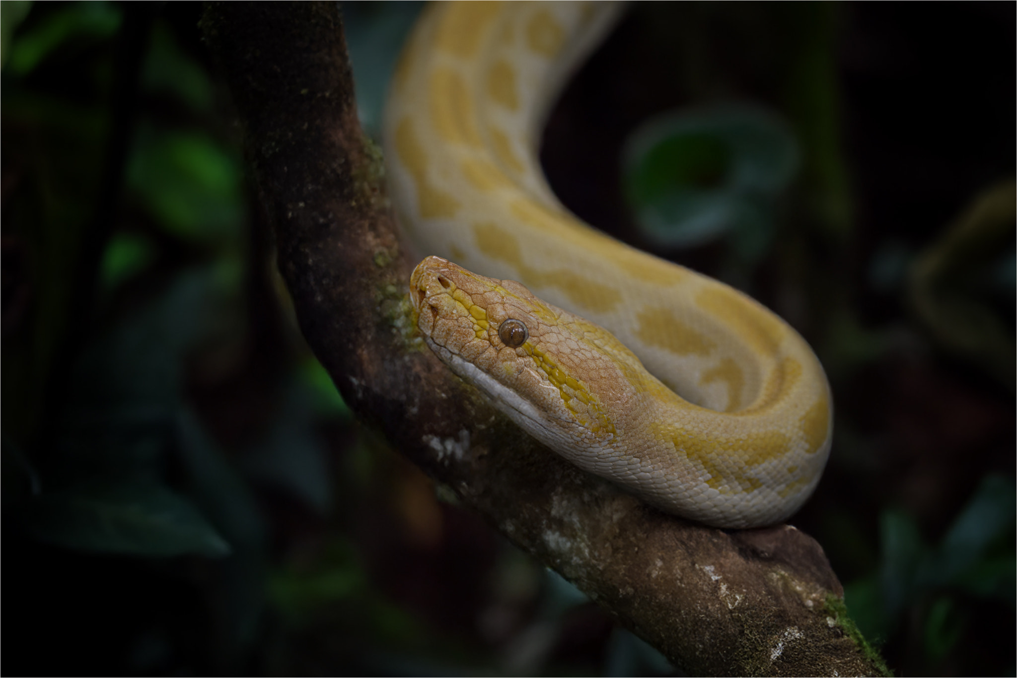 Yellow Burmese Python by Colin McLatchie | 500px