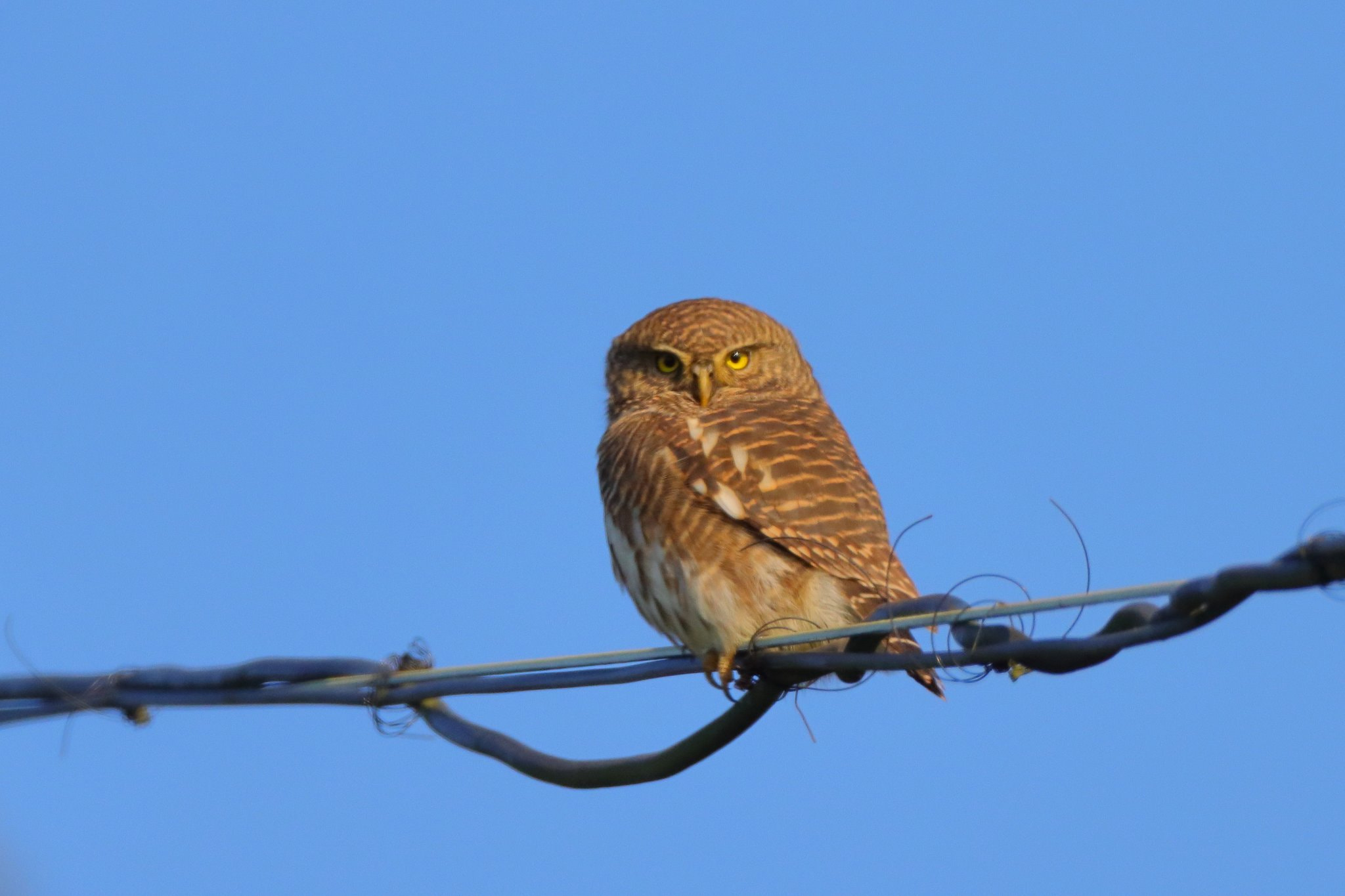 斑头鸺鹠by 双木视觉| 500px, image size:2048x1365