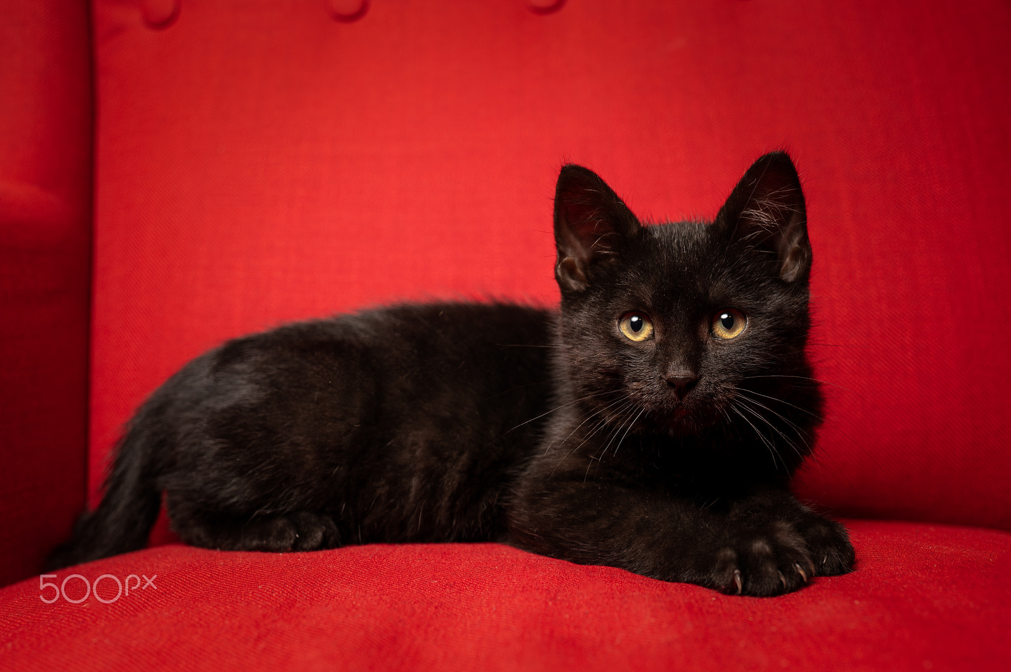 Black kitten 