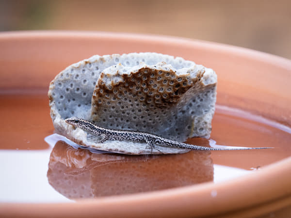 Wall Skink by Paul Amyes on 500px.com