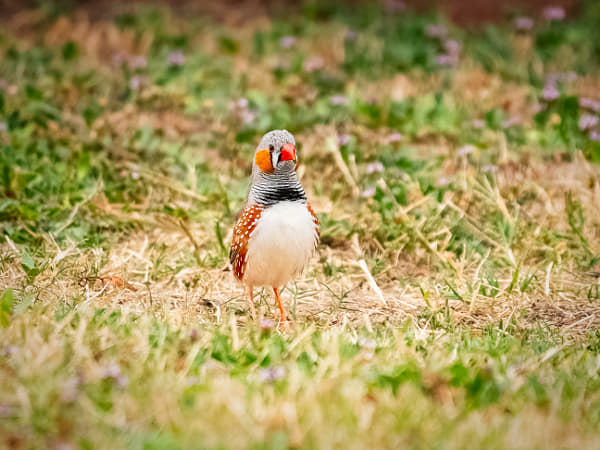 Nye-nye by Paul Amyes on 500px.com
