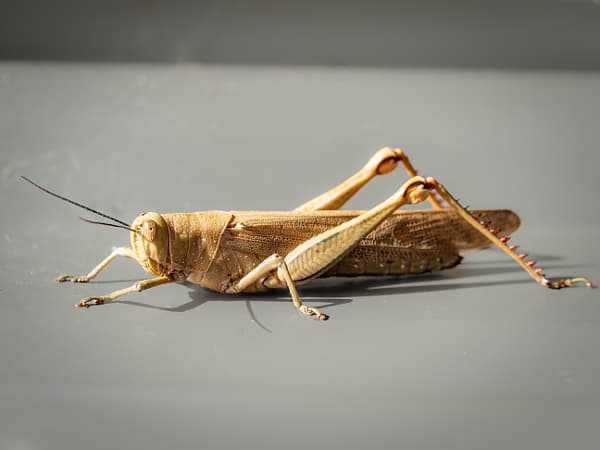 Giant Grass Hopper by Paul Amyes on 500px.com