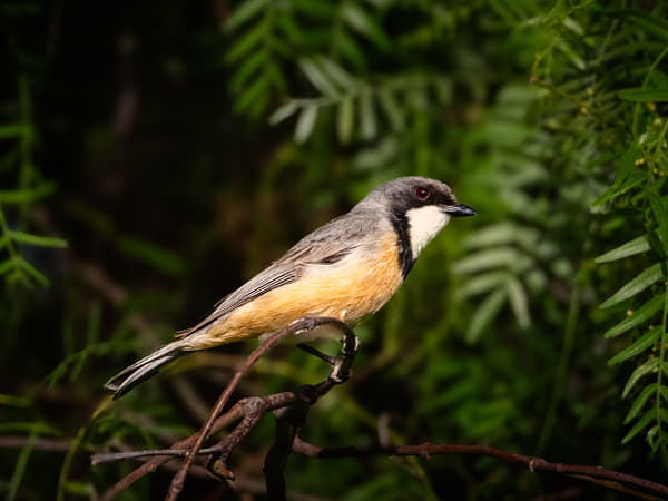 Bambon by Paul Amyes on 500px.com