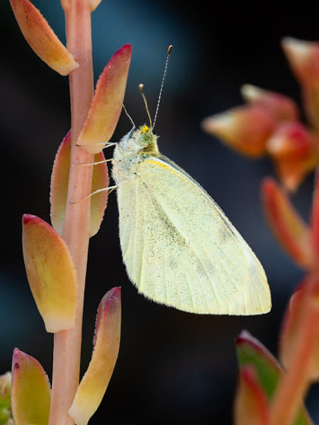 Cabbage White Butterfly by Paul Amyes on 500px.com