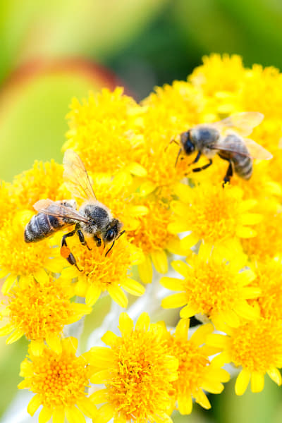 Honey Bees by Paul Amyes on 500px.com