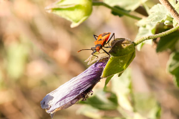 Crusader Bug Nymph by Paul Amyes on 500px.com