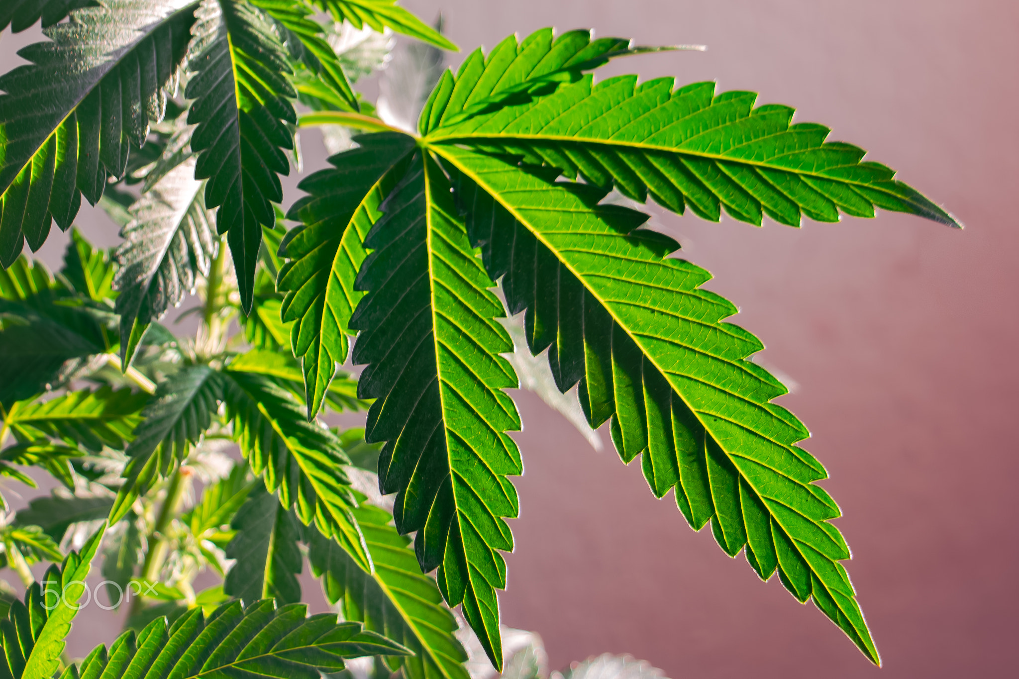 Close Up Vibrant Cannabis Leaves With Pastel Background