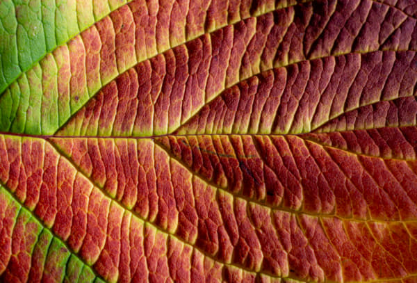 Textured Leaf Displaying Intricacy and Natural Patterns | nature photo ...