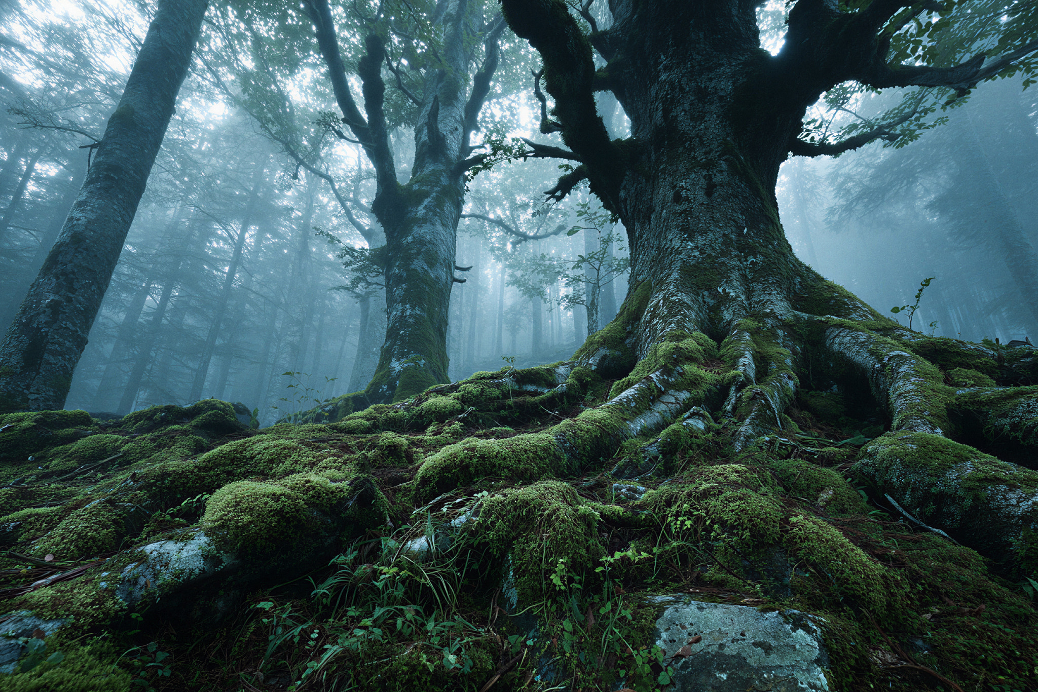 Ancient Forest Roots Evoking Timelessness and Deep Connection
