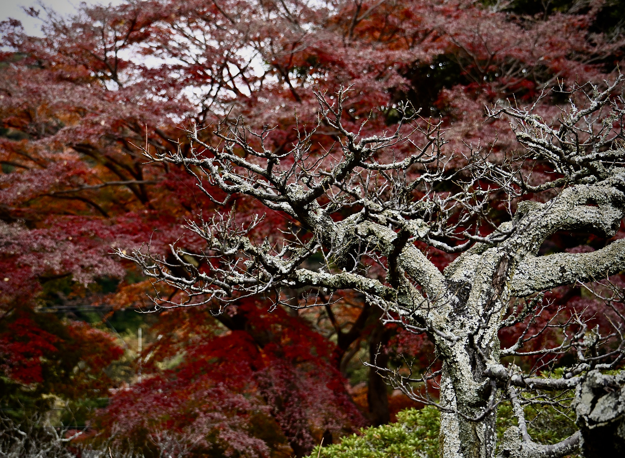 Autumn leaves in Shogun resident