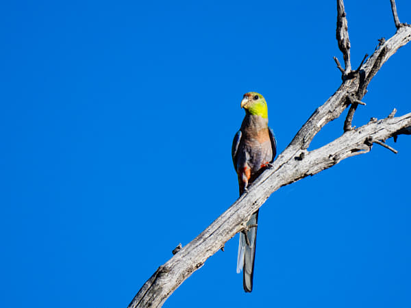 Delyip by Paul Amyes on 500px.com