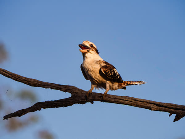 Kaa-kaa by Paul Amyes on 500px.com