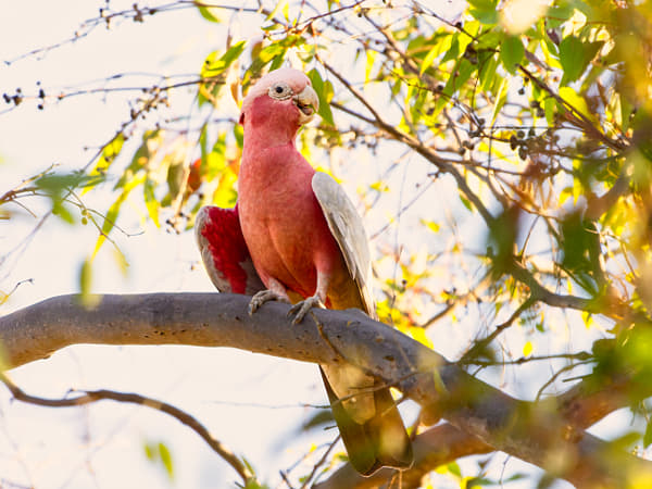 Djakal-ngakal by Paul Amyes on 500px.com