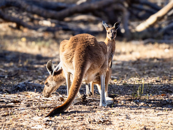 Yongka by Paul Amyes on 500px.com
