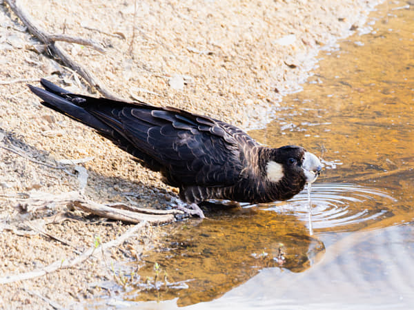 Ngoolyak by Paul Amyes on 500px.com