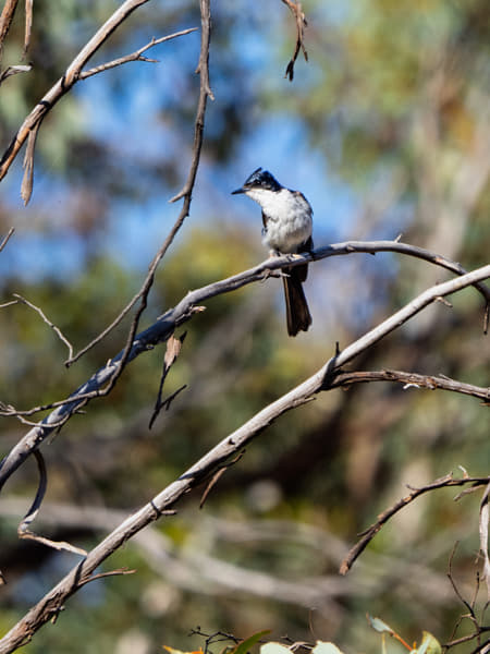Djiring-djiring by Paul Amyes on 500px.com