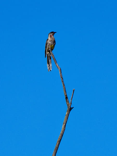 Djangkang by Paul Amyes on 500px.com