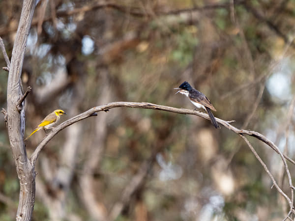 Djiring-djiring and Miyamit by Paul Amyes on 500px.com