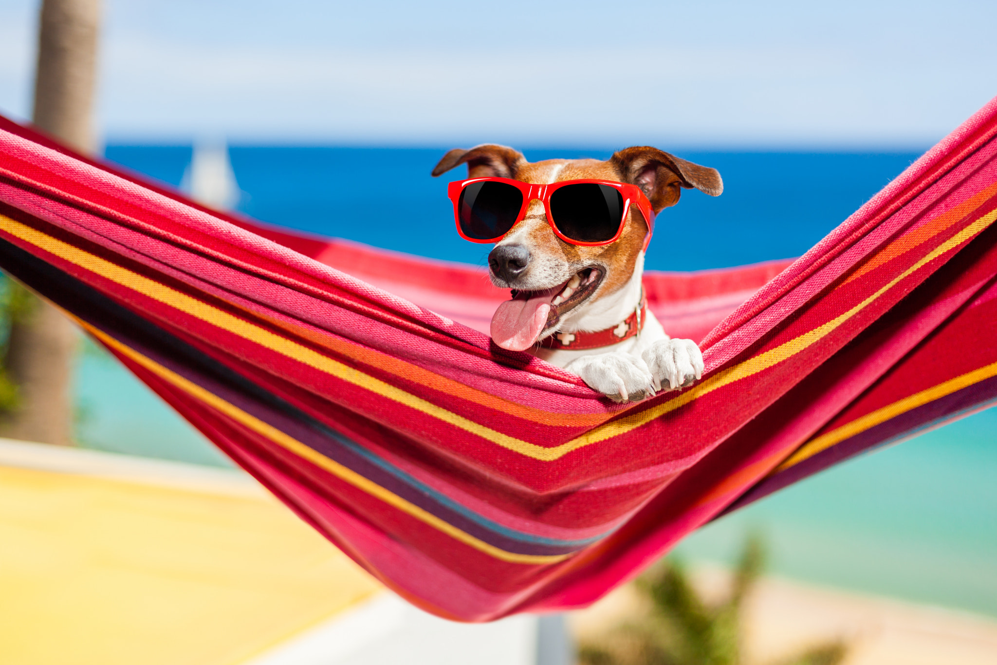 Tropical Animals Getaway: Relaxed Dog in a Striped Hammock