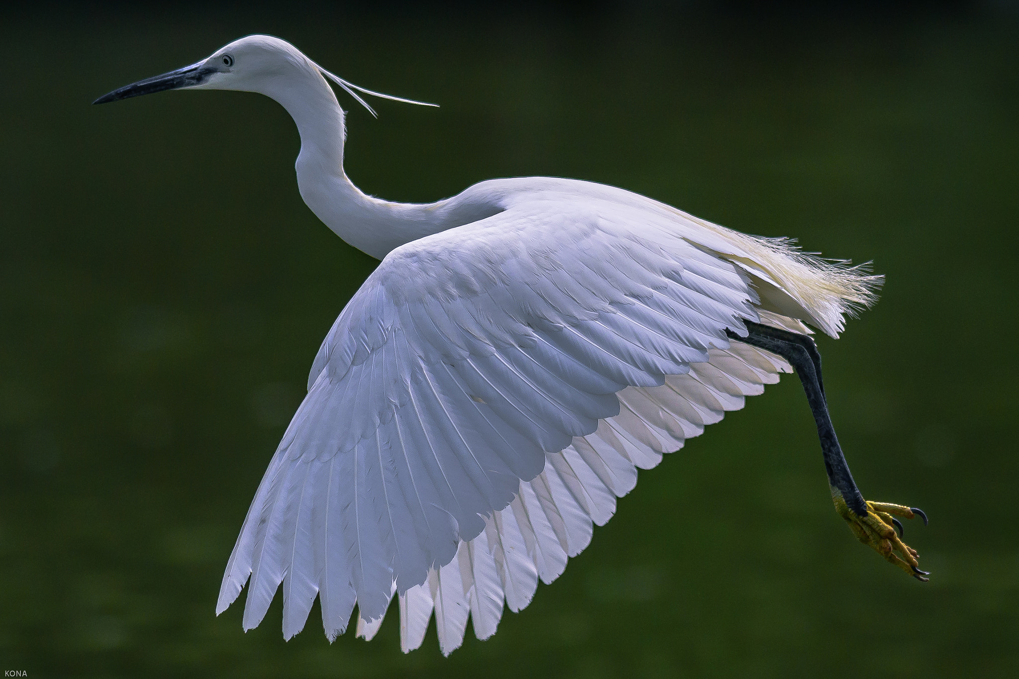 Nikon AF-S Nikkor 400mm F2.8G ED VR II sample photo. Sagi photography