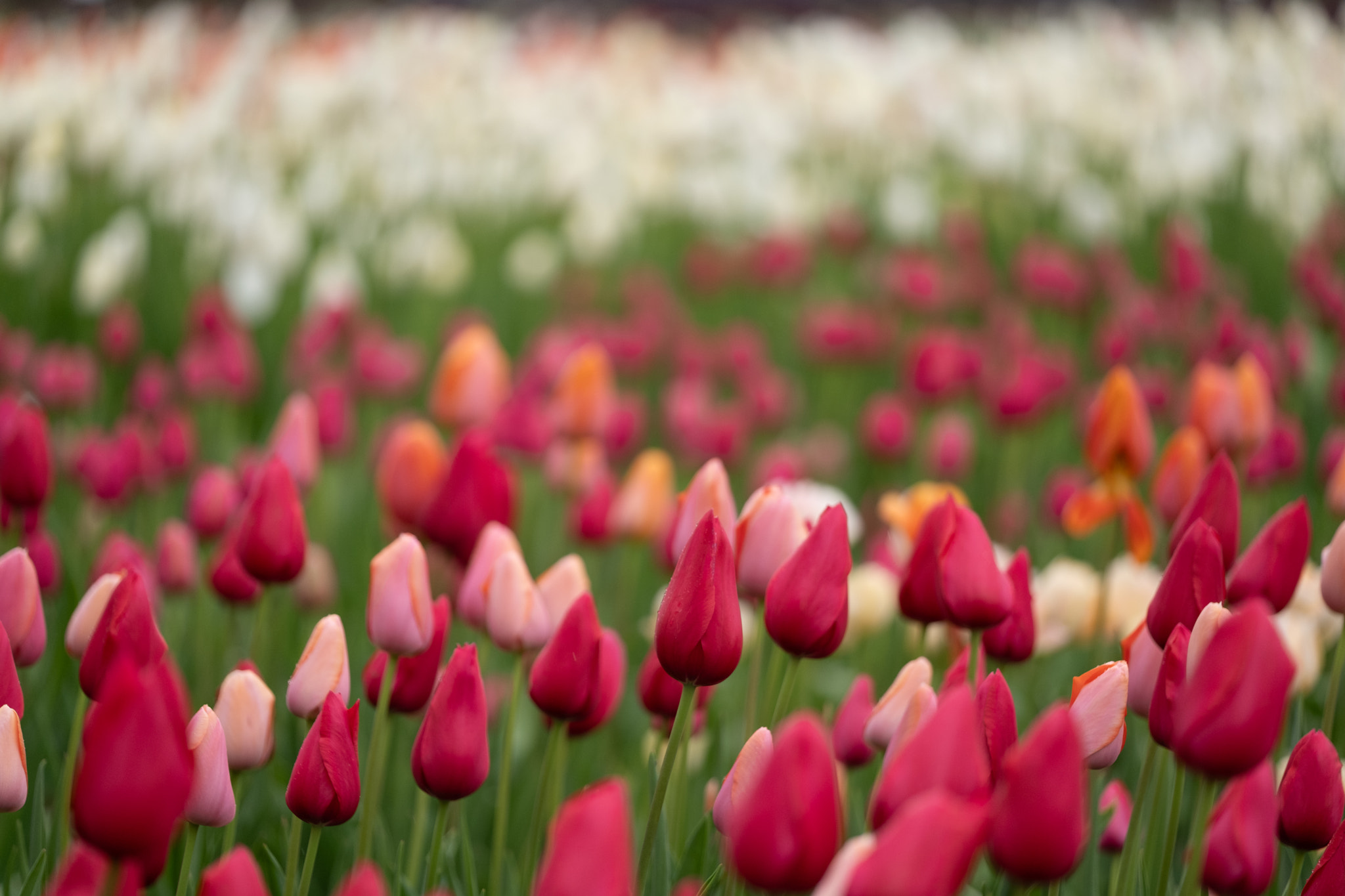 Tiny Blue Flower Against Clear Sky