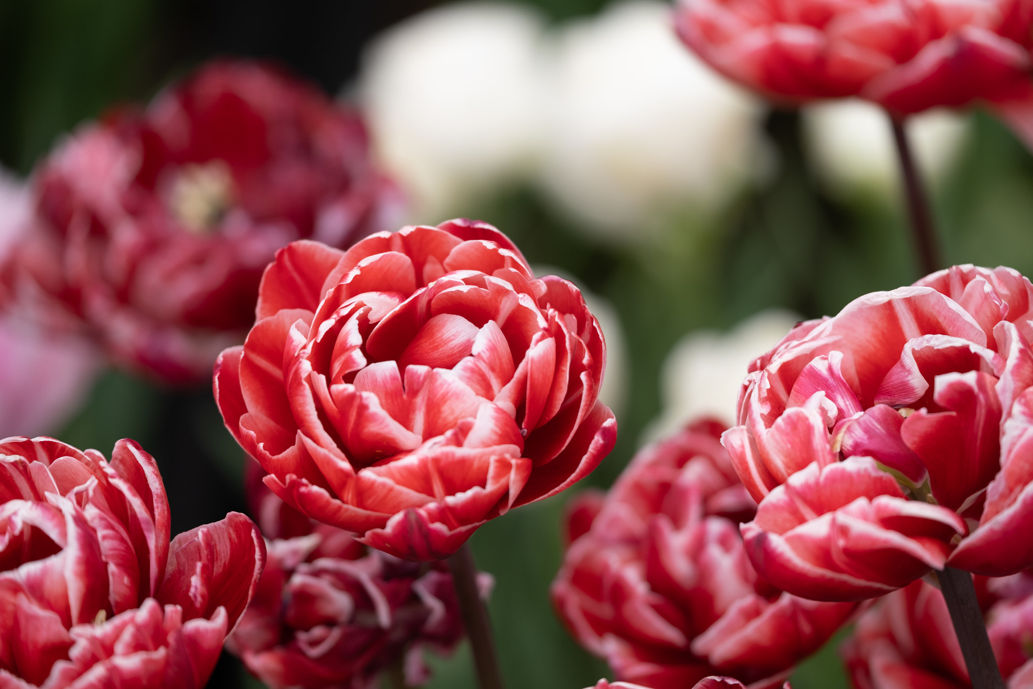 Tiny Blue Flower Against Clear Sky