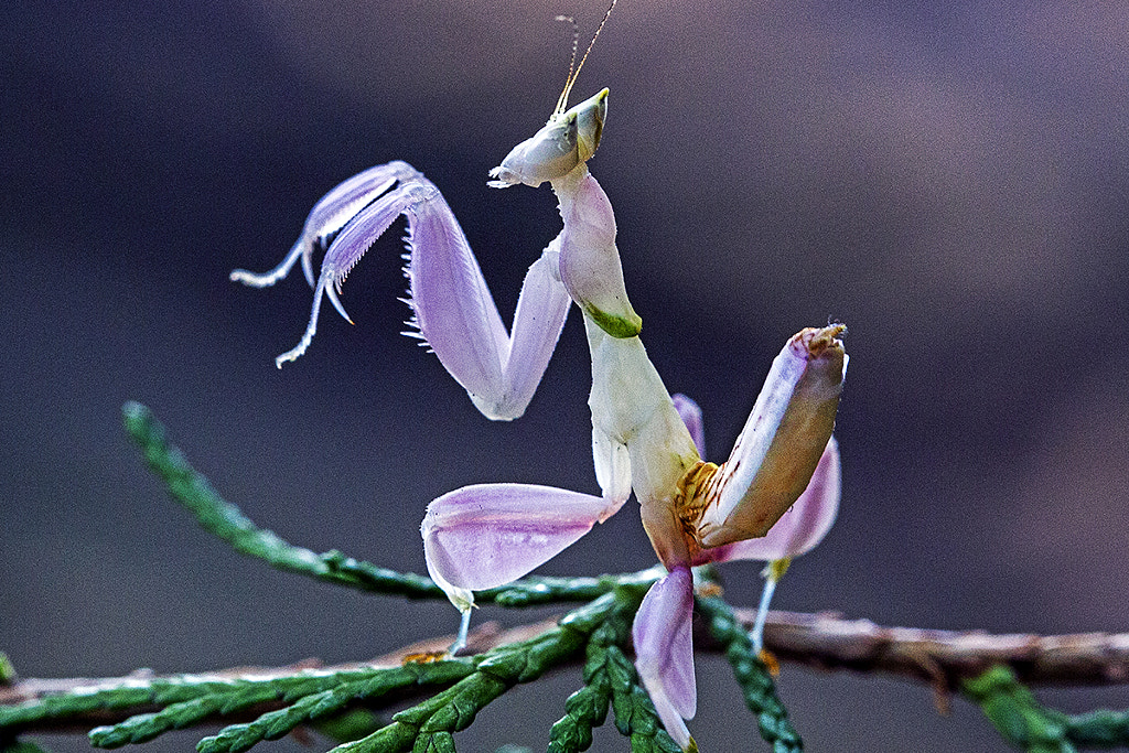 Orchid Mantis by Aries Sutanto / 500px