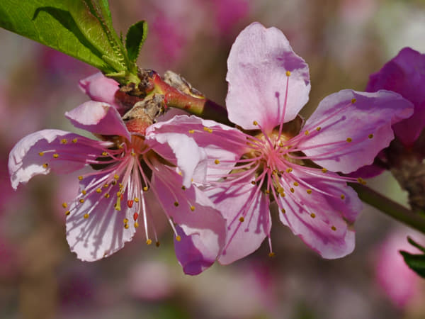 Blossoming Flowers Radiate Spring's Renewal | nature photo by Bill ...