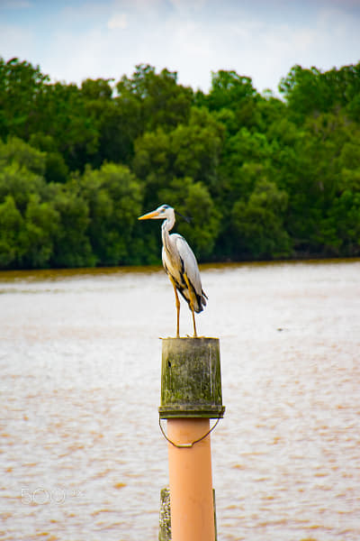 The Grey Heron by L's on 500px.com