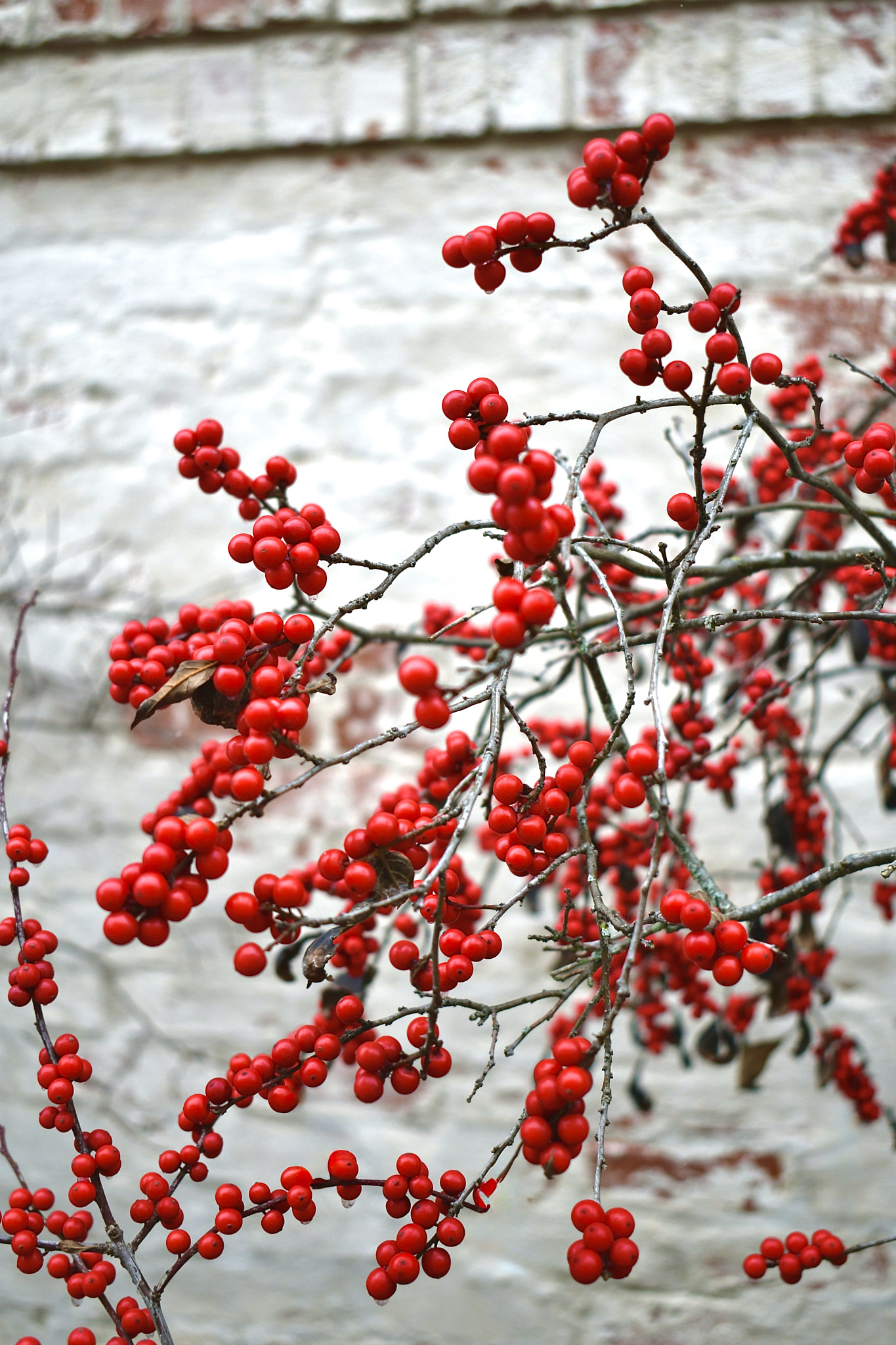Close-up of Red Holly Berries at Christmas