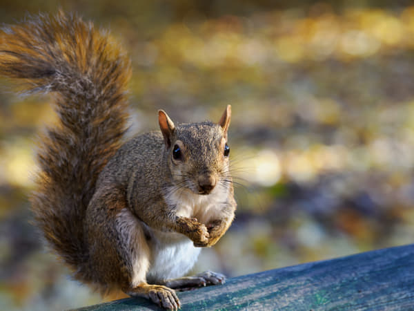 Autumn at Parco Sempione, Milan: a squirrel by Claudio G. Colombo on 500px.com