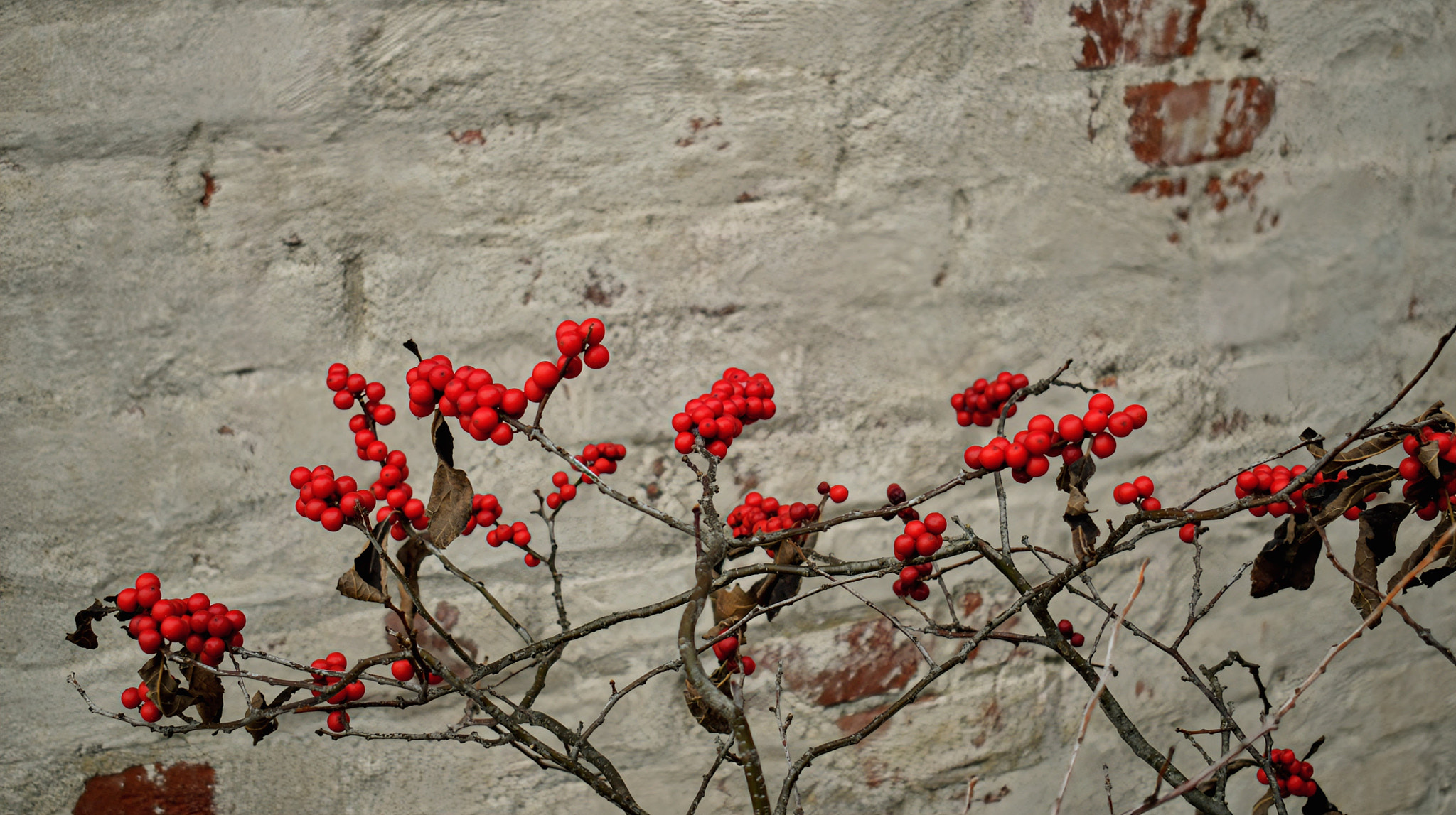 Low angle view of Red Holly Berries 