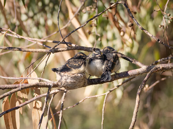 Djidi-djidi by Paul Amyes on 500px.com