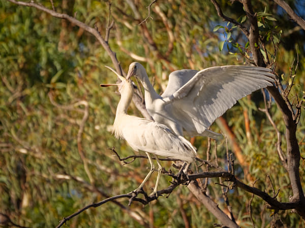 Kaaka-baaka by Paul Amyes on 500px.com
