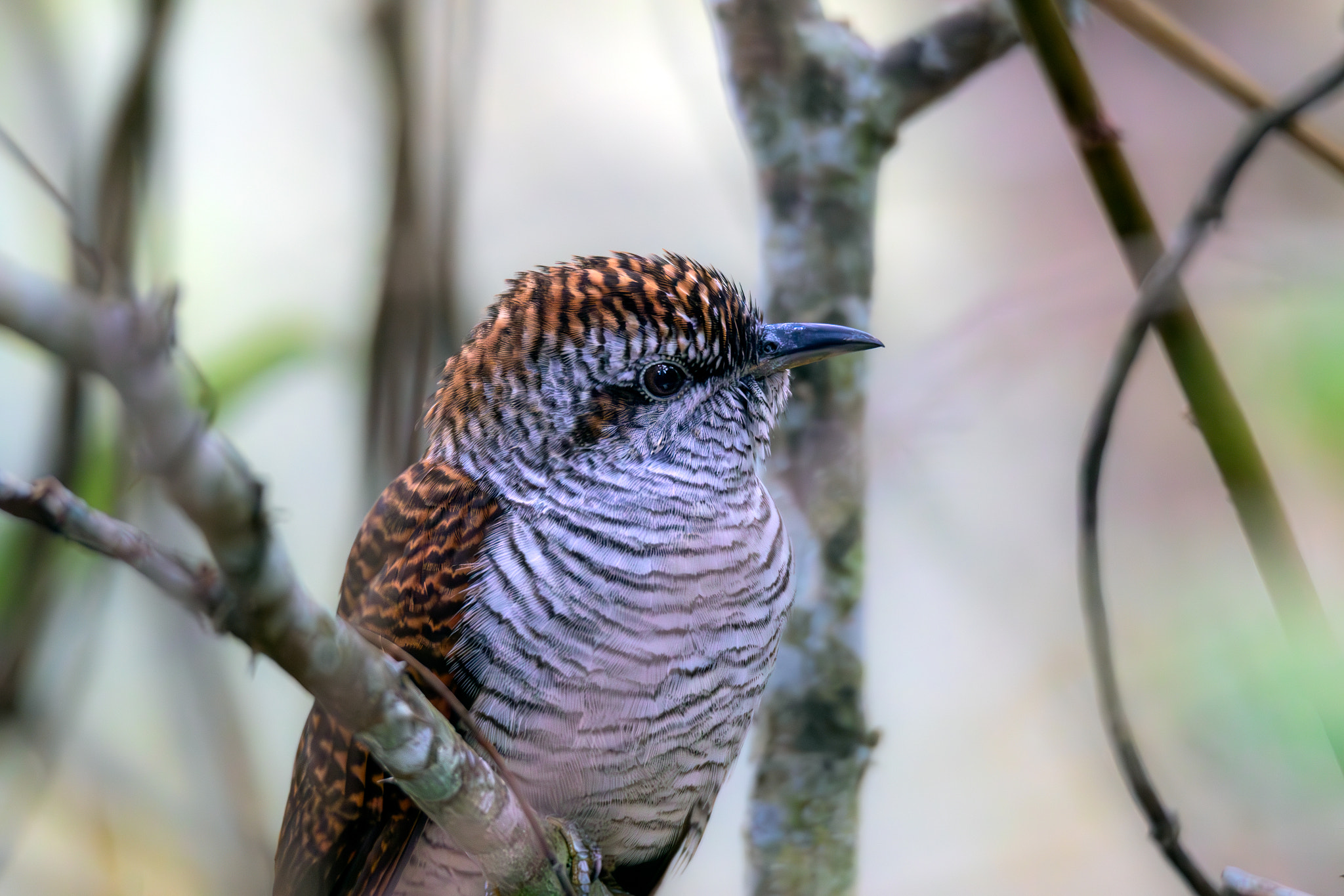 Banded Bay Cuckoo