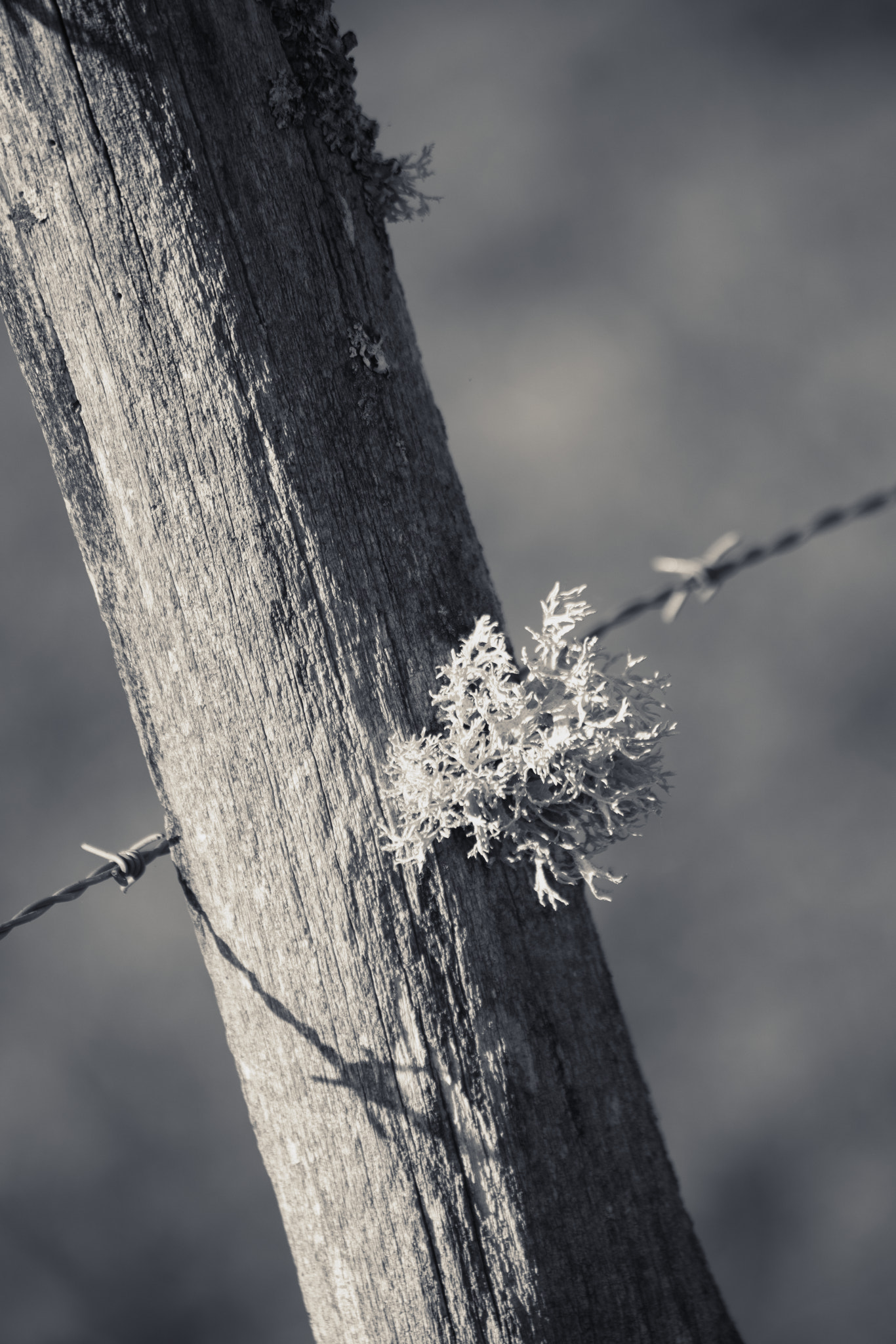 lichen on a barbed wire post
